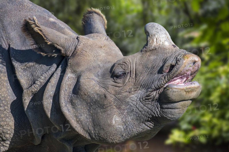 Indian rhinoceros
