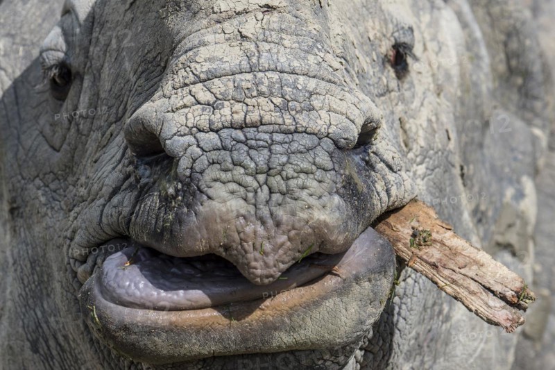 Indian rhinoceros