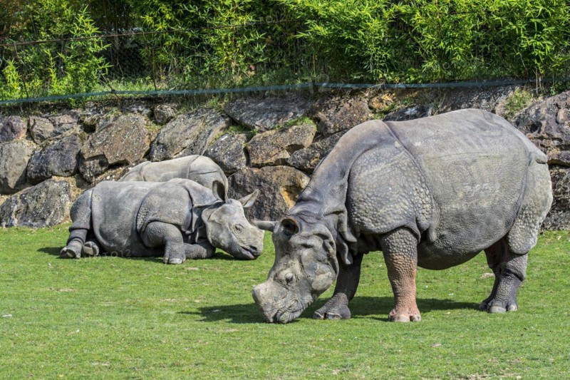Indian rhinoceros