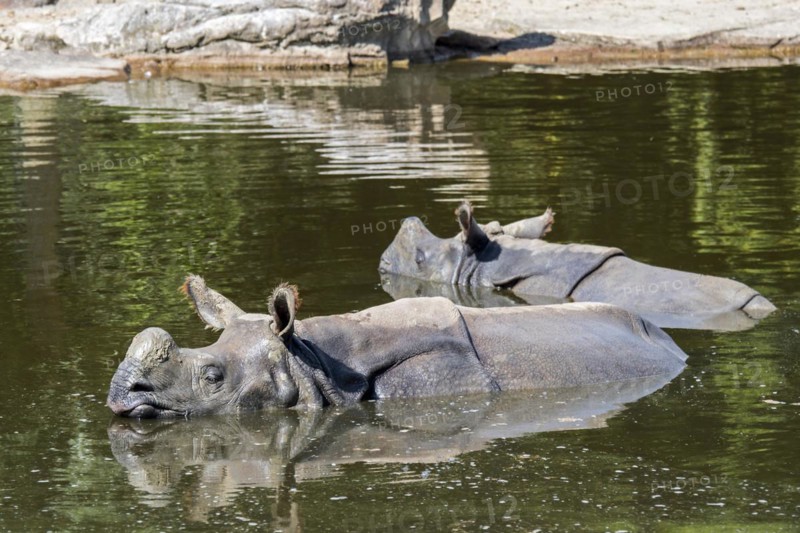 Indian rhinoceros