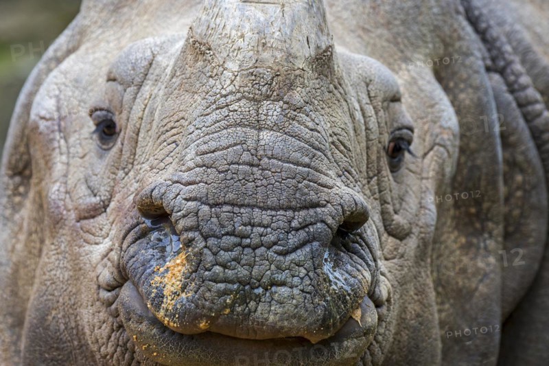 Indian rhinoceros