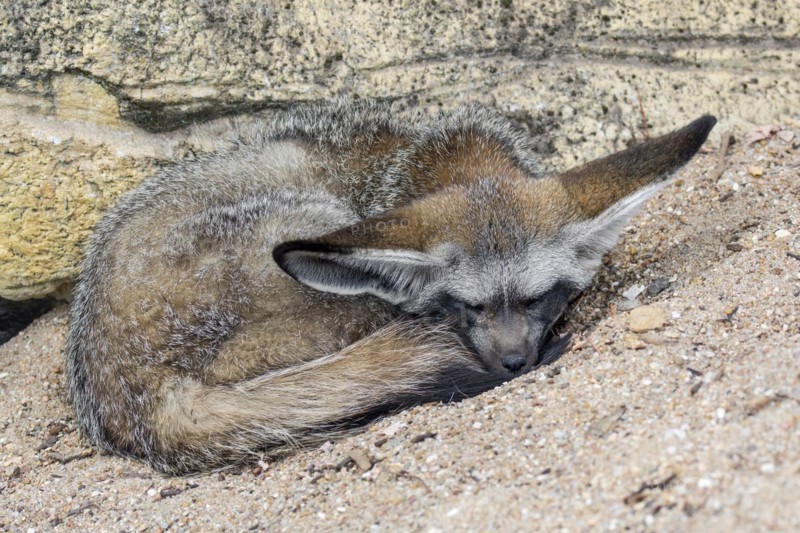 Bat-eared fox