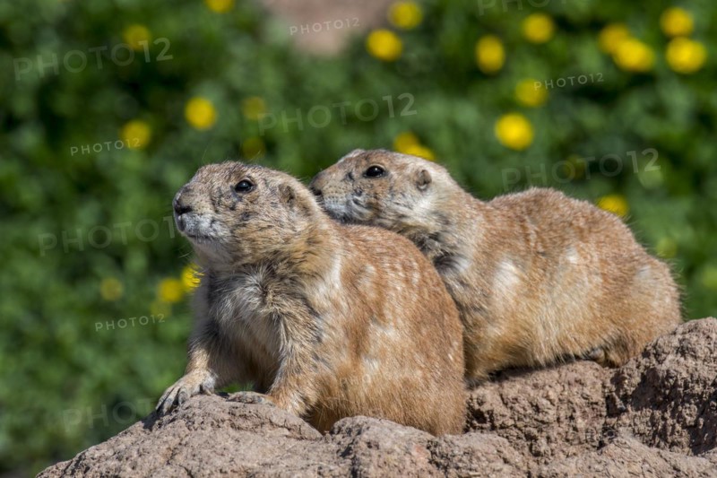 Black-tailed prairie dogs