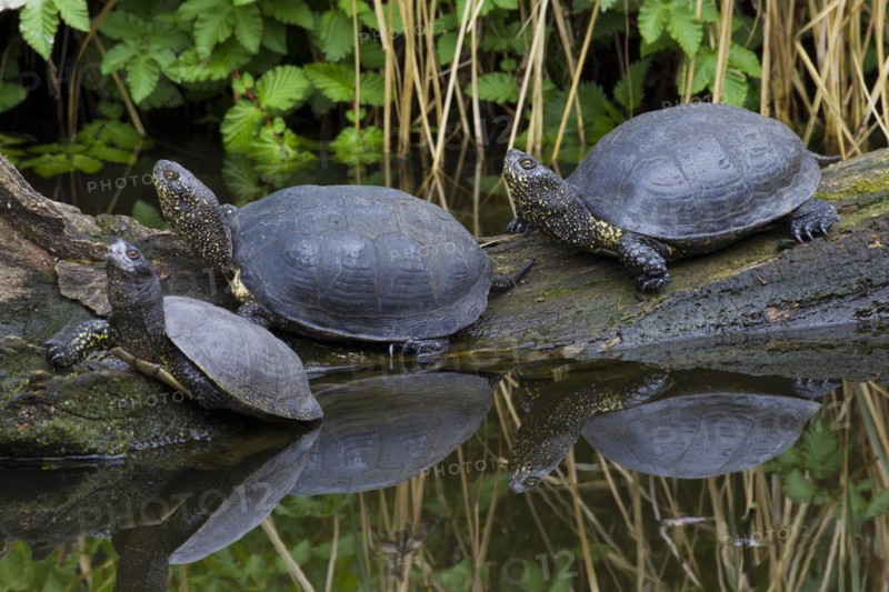 European pond turtles