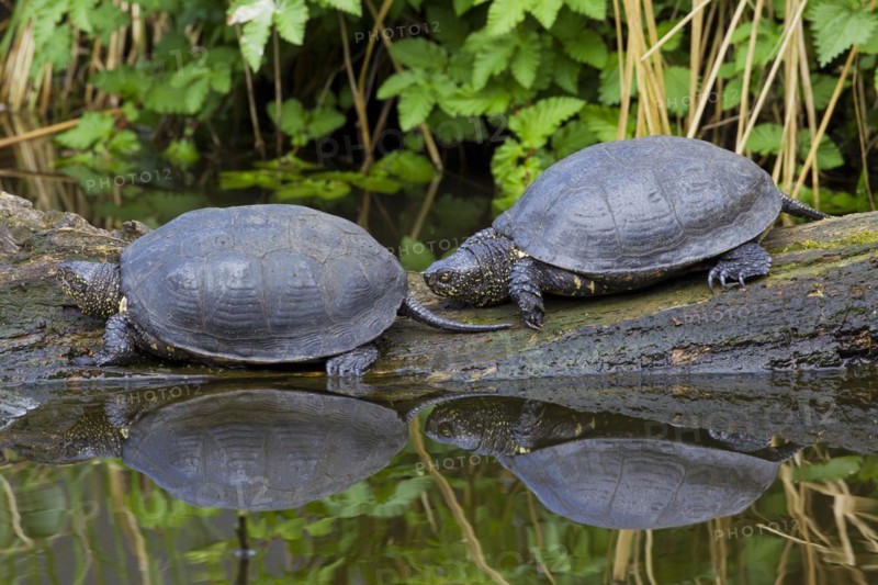 European pond turtle