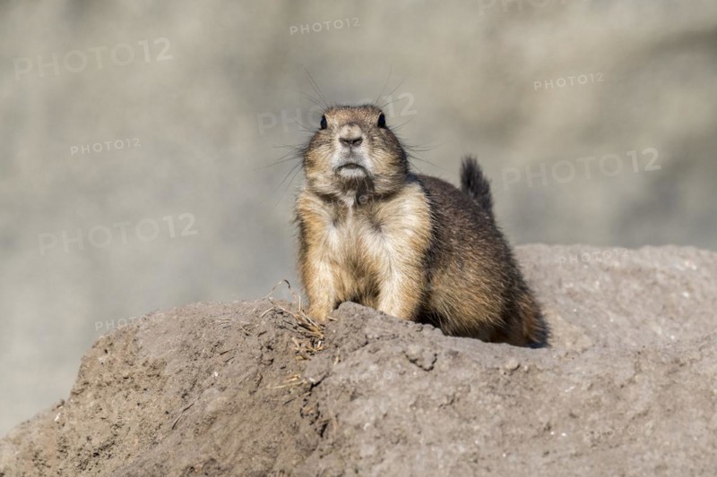 Black-tailed prairie dog