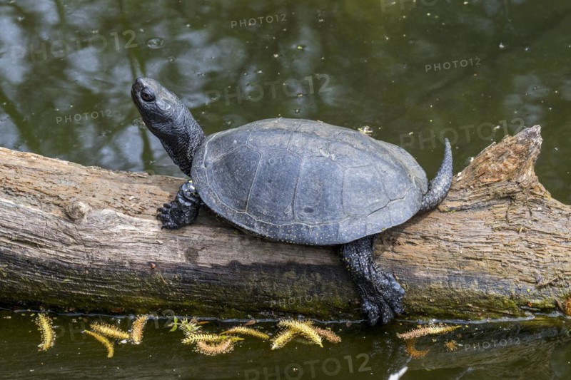 European pond turtle