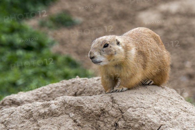Black-tailed prairie dog