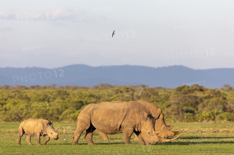 White rhino