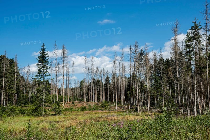 Dead spruces
