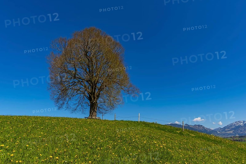 Peace lime tree