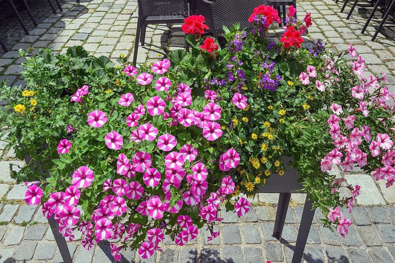 Flower box with petunias