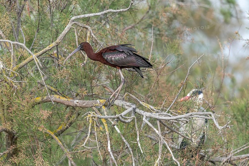 Glossy Ibis