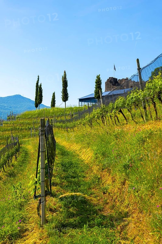 Castle and Vineyard in a Sunny Summer Day in Morcote