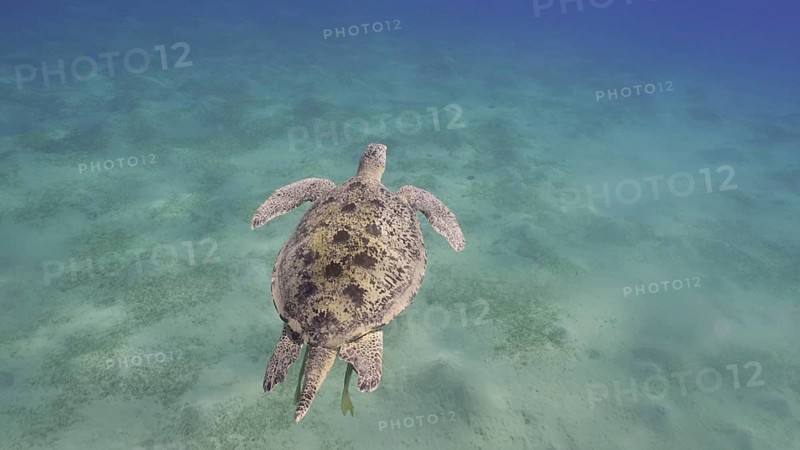 Top view of Great Green Sea Turtle