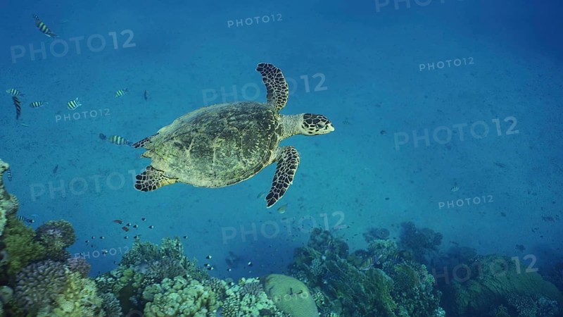Top view of Hawksbill Sea Turtle