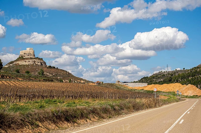 Vineyards around the Real Castillo de Curiel in the Ribera del Duero denomination of origin area in the province of Valladolid in Spain