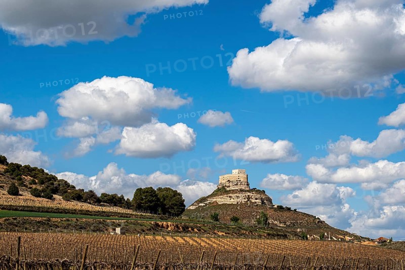 Vineyards around the Real Castillo de Curiel in the Ribera del Duero denomination of origin area in the province of Valladolid in Spain