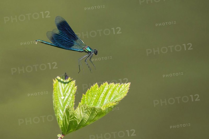 Banded demoiselle