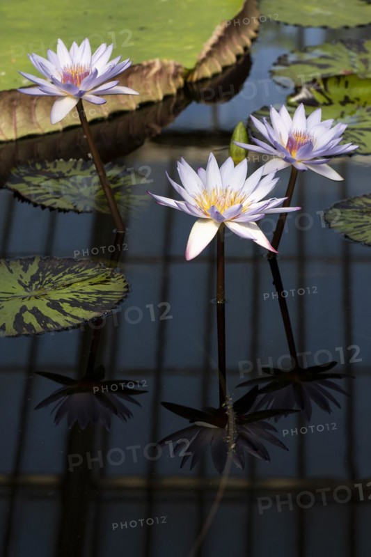 Waterlilies in Kew Gardens
