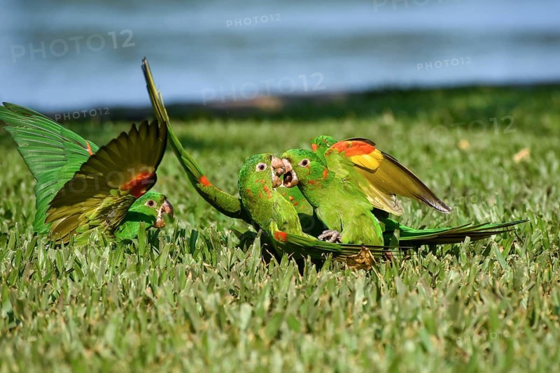 3 Pavua parakeets