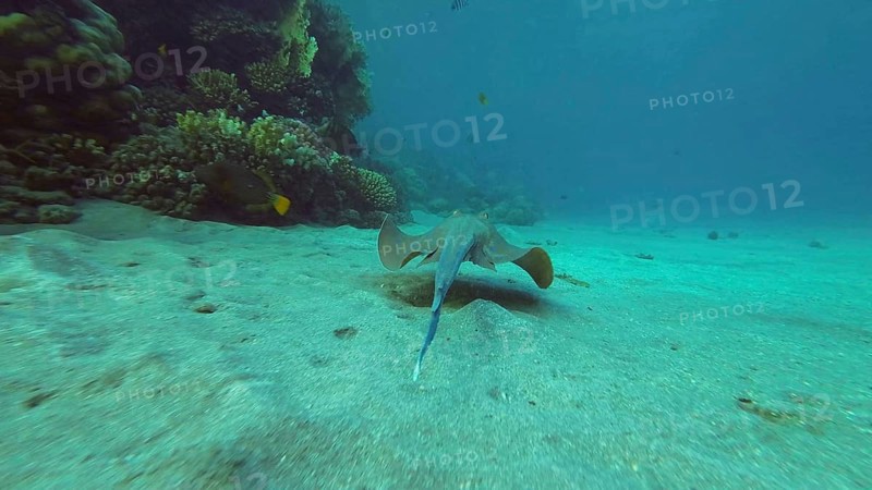 Blue spotted Stingray or Bluespotted Ribbontail Ray