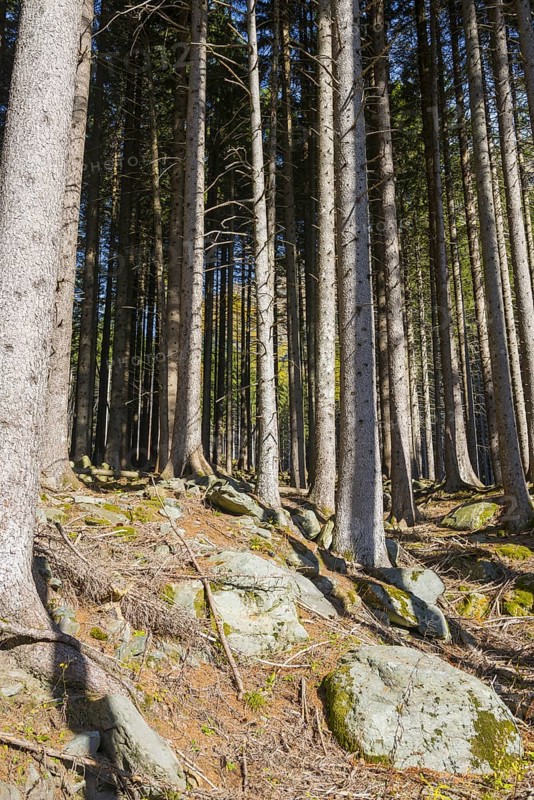 Beautiful Forest with Sunlight in San Bernardino in Grisons