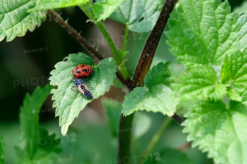 Ladybird