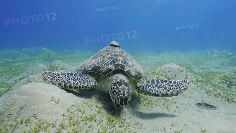Sea turtle grazing on the seaseabed