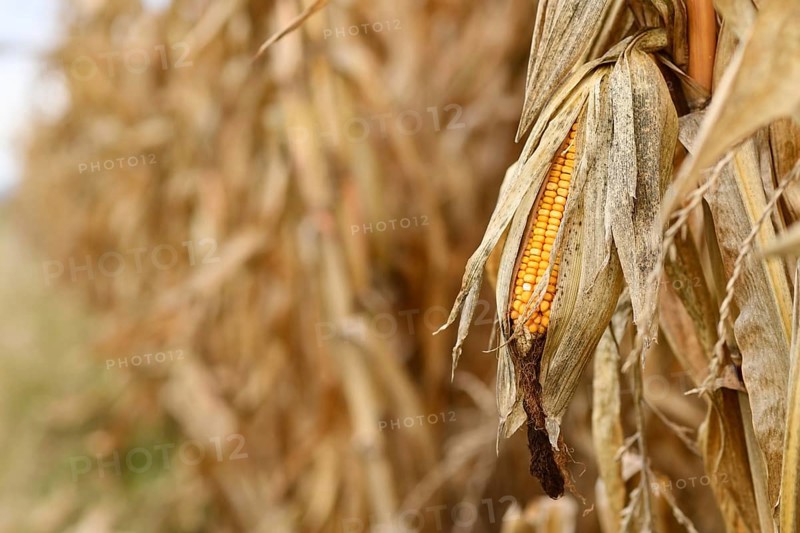 Ripe corn cereal grain in field with copy space