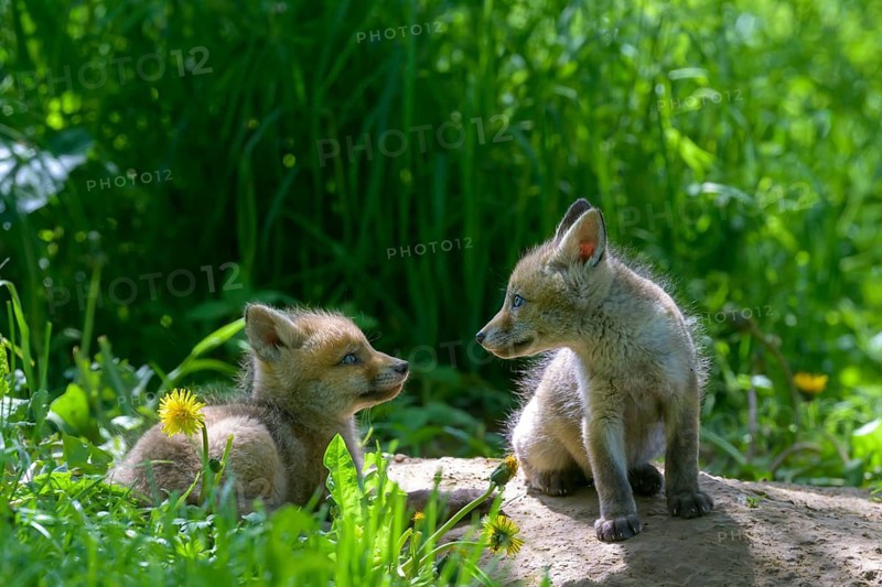 Young fox