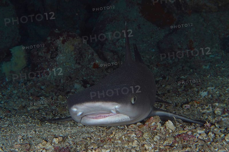 Portrait of whitetip reef shark