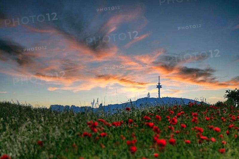 Field of corn poppies with view of the telecommunications tower