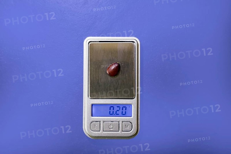 A seed of the carob tree with the exact weight of 0