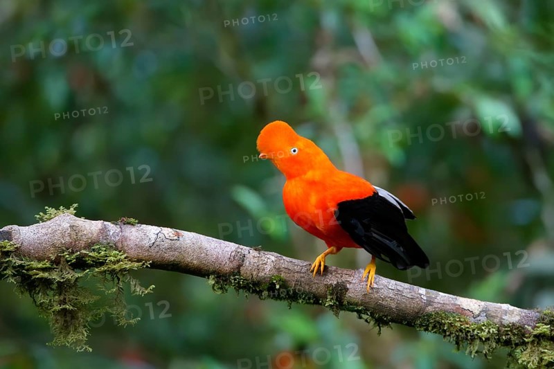Male Andean cock-of-the-rock