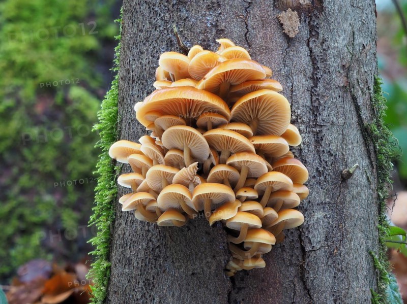 The velvet foot fungus is a typical winter fungus that survives frosty periods and snow well. The photo was taken on 24 December. A cultivated form is the Enoki Enokitake