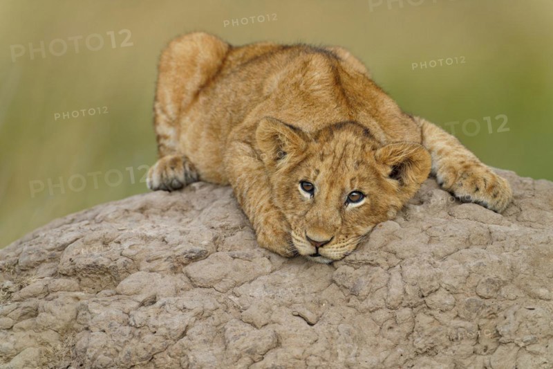 Young lion