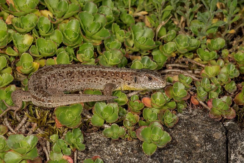 Sand lizard