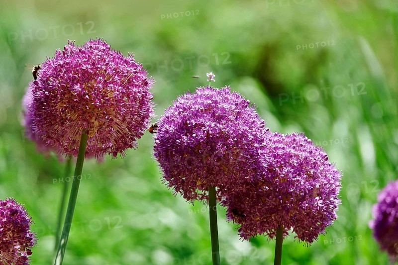 Ornamental garlic