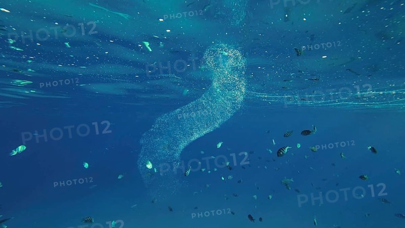 Colonial Pyrosoma Tunicates drifts under surface of blue water in sunlights. Pyrosomes