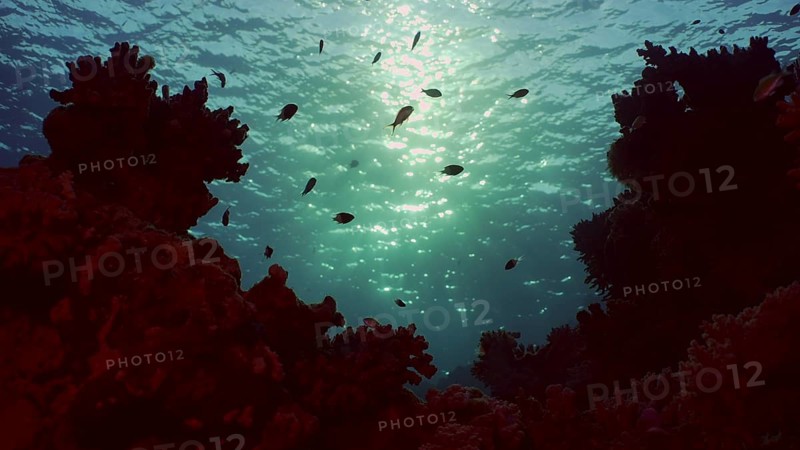 Silhouettes of tropical fish swims next to coral reef on surface water and setting sun background