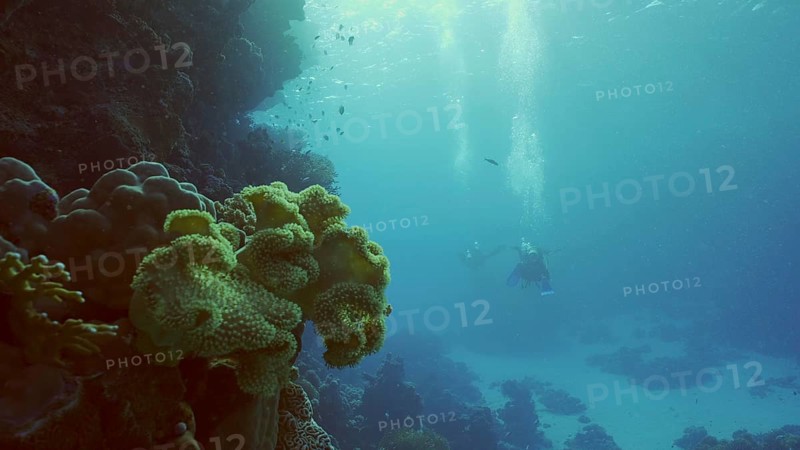 Group of scuba divers swims in the deep next to coral reef in bright sunny day