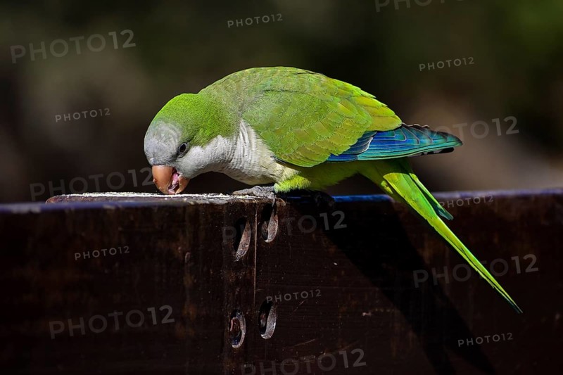 A monk parakeet