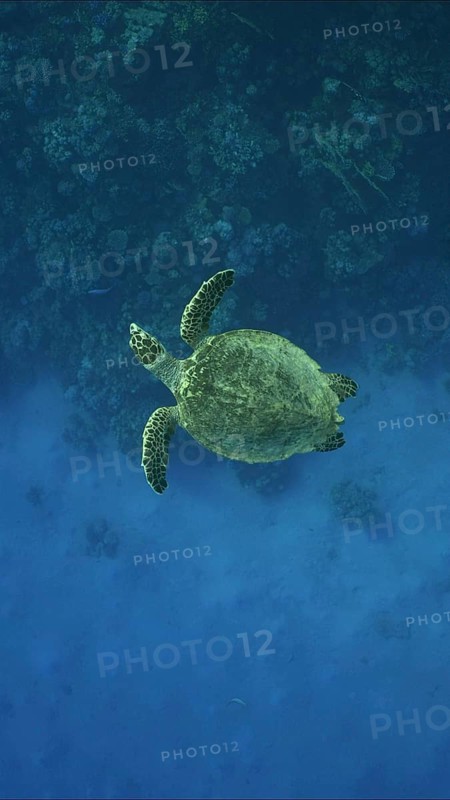 Top view of Hawksbill Sea Turtle