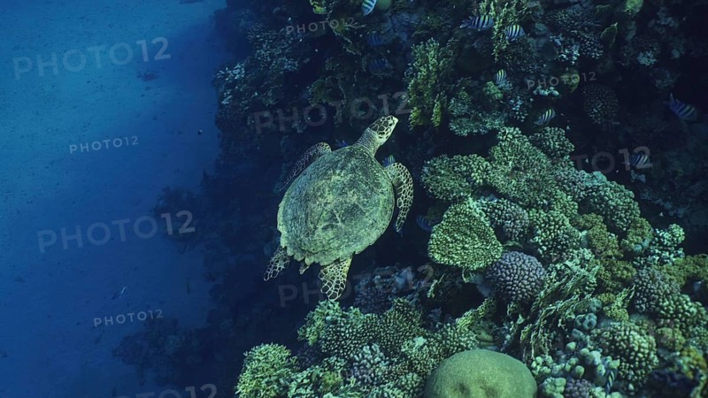 Top view of Hawksbill Sea Turtle