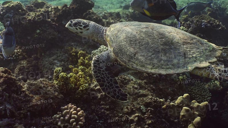 Hawksbill Sea Turtle