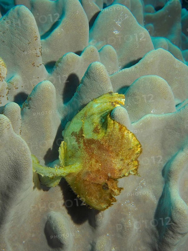 Yellow leaf scorpionfish