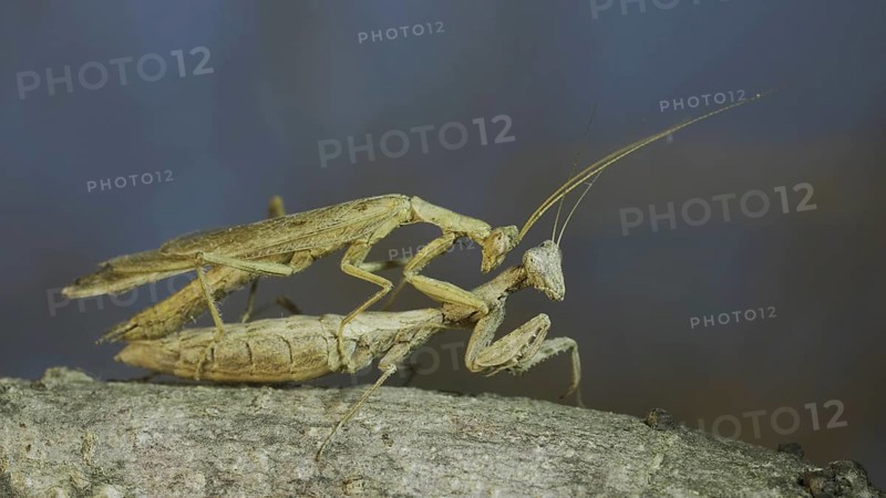 Clode-up of couple of praying mantis mating on tree branch. The mating process of praying mantises. Crimean praying mantis
