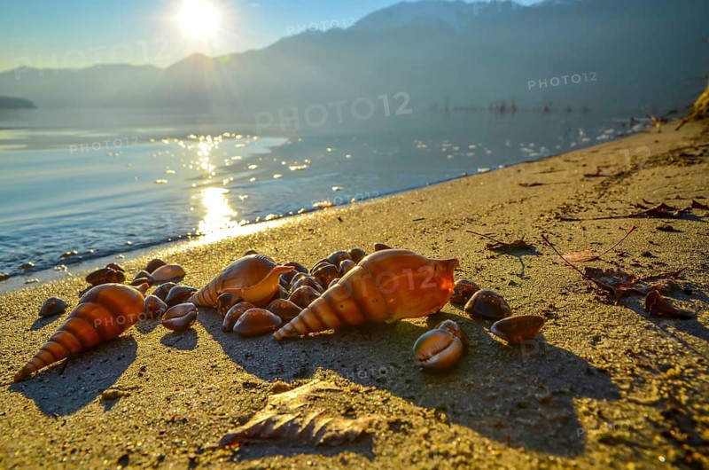 Shells on the Sand Beach with Mountain in Sunset in Ascona