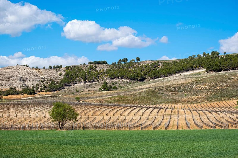 Wine landscape in the Ribera del Duero appellation of origin area in the province of Valladolid in Spain